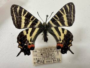 gi borderless .u butterfly specimen Aichi prefecture Seto city . light temple block 1970 year 5 month 10 day * collection 