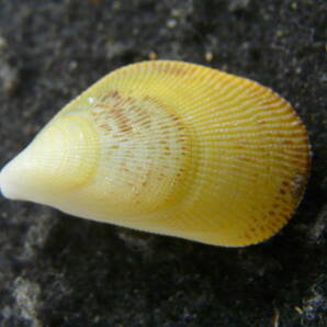 貝殻標本「クジャクガイ（黄色・美!!）」の画像1