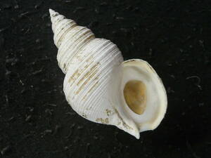  shell specimen [srugabaiw/o( large * beautiful!!)]