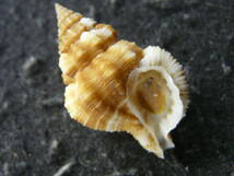 貝殻標本「フィリピンアラレバイw/o（濃色・美!!）」_画像1