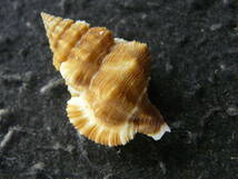 貝殻標本「フィリピンアラレバイw/o（濃色・美!!）」_画像2