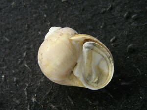  shell specimen [ezotamagaiw/o( beautiful!!)]
