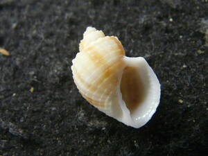  shell specimen [tou Dakar olii Revo la( length pattern * beautiful!!)]