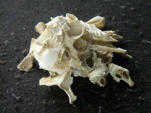 貝殻標本「クマサカガイw/o（フィリピン型・美!!）」