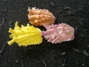 貝殻標本「フトウネトマヤ（3色セット・美!!）」