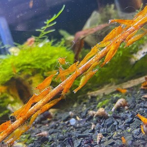  orange Cherry shrimp 30 pcs (SNP:30pcs) / Cherry shrimp / color freshwater prawn { shrimp flea leather }