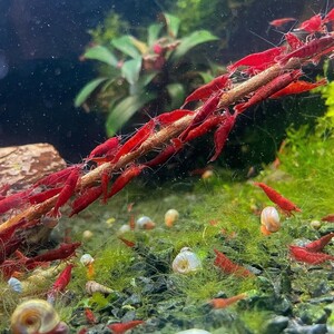  fire - red shrimp 30 pcs (SNP:30pcs) / Cherry shrimp / color freshwater prawn { shrimp flea leather }