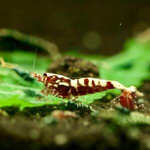  red Galaxy shrimp 10 pcs (SNP:10pcs) / bee shrimp / freshwater prawn { shrimp flea leather }