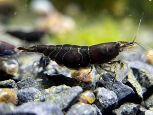  chocolate shrimp 10 pcs (SNP:10pcs) / Cherry shrimp / color freshwater prawn { shrimp flea leather }