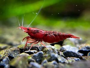 blati Marie shrimp 10 pcs (SNP:10pcs) / Cherry shrimp / color freshwater prawn { shrimp flea leather }