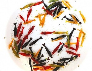 7 color Cherry shrimp 100 pcs (SNP:50pcs) / Cherry shrimp / color freshwater prawn { shrimp flea leather }