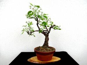  full . small pear . tree bonsai the truth thing bonsai shohin bonsai 