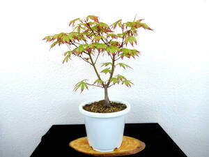  nail . maple . tree bonsai maple bonsai shohin bonsai 