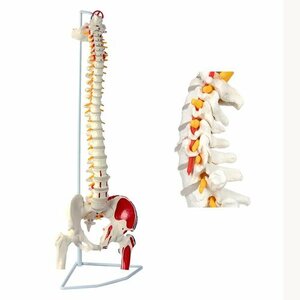 timiland スタンド付き 90cm 教材 医学 腰椎 股関節 背骨 人 脊椎骨盤模型 模型 可動式 脊椎 108