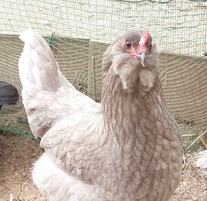 かわいいアローカナの美味しい有精卵１０個 (おまけ２個)　食品　放し飼い