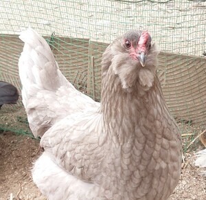 かわいいアローカナの美味しい有精卵３個 食品　放し飼い