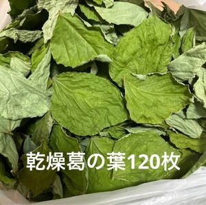 乾燥葛の葉　120枚　S〜Lサイズ　岐阜県産　無農薬　草食動物のおやつ