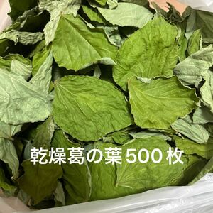 乾燥葛の葉　500枚　S〜Lサイズ　草食動物のおやつ　無農薬　