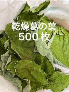 乾燥葛の葉　500枚　S〜Lサイズ　草食動物のおやつ　岐阜県産　無農薬