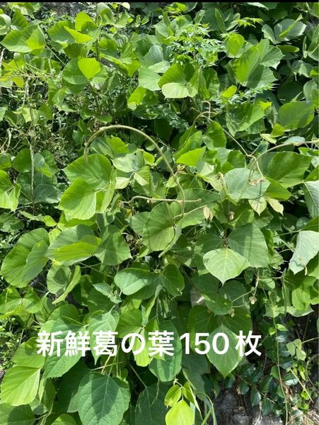 葛の葉150枚　生葉　岐阜県産　無農薬　草食動物のおやつ　摘みたて発送　5/14収穫予定あり　当日発送