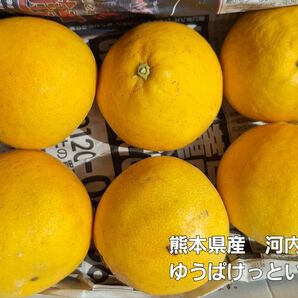 熊本県産　河内晩柑　ゆうパケットいっぱい　お試し