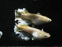 極上　フロマージュ　若魚〜成魚　1ペア+2匹　計4匹　写真6-9出品参考個体。　1-5が親魚。　③_画像1