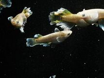 極上　フロマージュ　若魚〜成魚　1ペア+2匹　計4匹　写真6-9出品参考個体。　1-5が親魚。　8_画像5