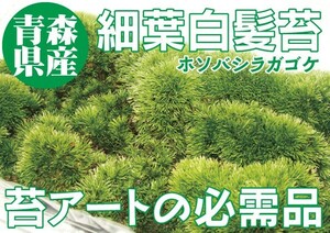 苔玉 苔盆栽 苔アート等に【青森県産 山苔 細葉白髪苔（ホソバシラガゴケ）Ｓサイズ（小）パック詰め×6】