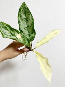 B27 希少　▽Aglaonema commotatum variegata▽ アグラオネマ　コムタツム斑入り【PLANET】トリカラーピクタムモンステラフィロデンドロン