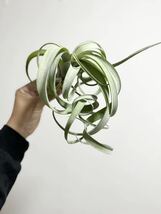 Tillandsia Curly Slim super curl 【PLANET】　チランジア　カーリースリム　スーパーカール　ビカクシダ　　　ブロメリア_画像2