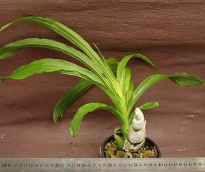 Cycnoches 'Taiwan Red'sikno Cesta i one red * Ran seedling 