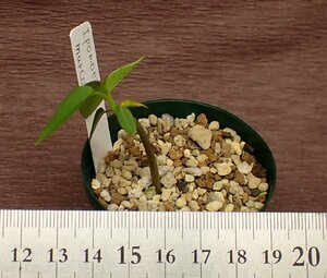 Ipomoea murucoidesipomea*mrukoites* many meat seedling 