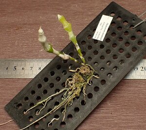 Dendrobium pendulumtendorobium* pen te. Ram * Ran seedling 