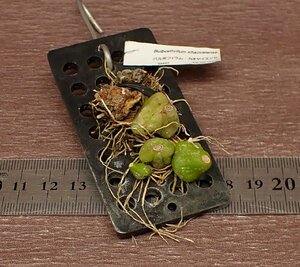 Bulbophyllum khaoyaiense bar bo filler m*kaoyaiense* Ran seedling 