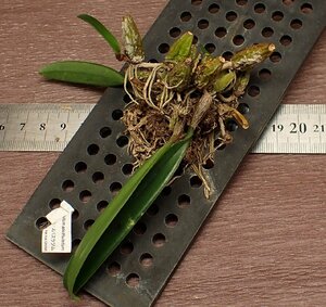 Bulbophyllum spathulatum bar bo filler m*s Pas latsum* Ran рассада 