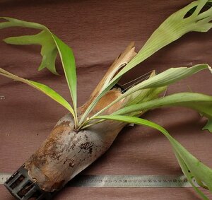 Platycerium 'SS Foong' pra tikeliumesesf-n* staghorn fern seedling 