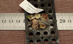 Bulbophyllum polliculosum bar bo filler m* poly- Cross m* Ran seedling 