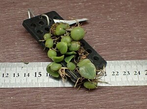 Bulbophyllum cambodianum バルボフィラム・カンボジアナム★ラン苗