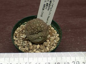 Pseudolithos migiurtinus プセウドリトス・ミギウルティヌス★多肉植物