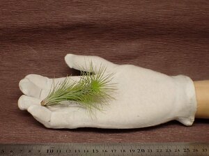 Tillandsia funckiana チランジア・フンキアナ●エアプランツCO