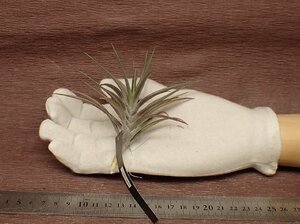 Tillandsia jonesiichi Ran jia*jonesi-* air plant EP