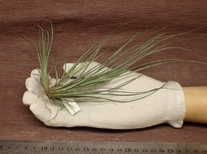 Tillandsia chaetophylla チランジア・カエトフィラ★エアプランツTI