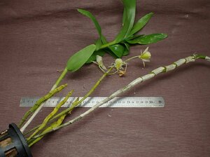 Dendrobium ellipsophyllum デンドロビウム・エリプソフィルム★ラン苗