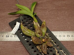 Dendrobium trigonopus デンドロビウム・トリゴノプス★ラン苗