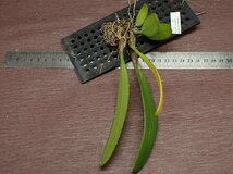 Bulbophyllum medusae バルボフィラム・メデューサエ★ラン苗_画像3