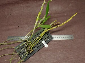 Dendrobium tortile デンドロビウム・トルティレ★ラン苗