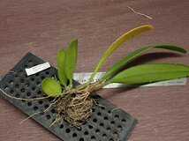 Bulbophyllum medusae バルボフィラム・メデューサエ★ラン苗_画像1