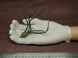 Tillandsia bulbosa Giant チランジア・ブルボーサ ジャイアント■エアプランツKK