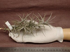 Tillandsia diaguitensis Large form チランジア・ディアグイテンシス ラージフォーム●エアプランツDF