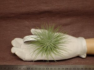 Tillandsia fuchsii v.fuchsii チランジア・フックシー フックシー●エアプランツEP